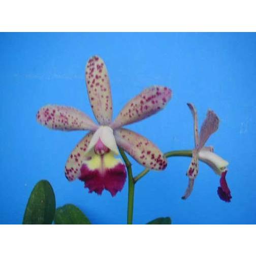 C.Tropical Pointer 'Cheetah'(C.トロピカルポインター'チータ