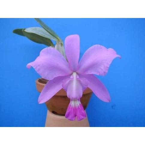 C.walkeriana (C.ワルケリアナ) BS 花なし株 カトレア原種 C.walkeriana (C.ワルケリアナ) BS 花なし株 カトレア原種