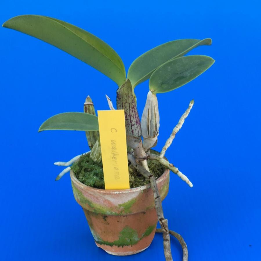 カトレア ワルケリアナ トクツ メリクロン 大きめ株 8号素焼き鉢 カトレア ワルケリアナ トクツ メリクロン 大きめ株 8号素焼き鉢