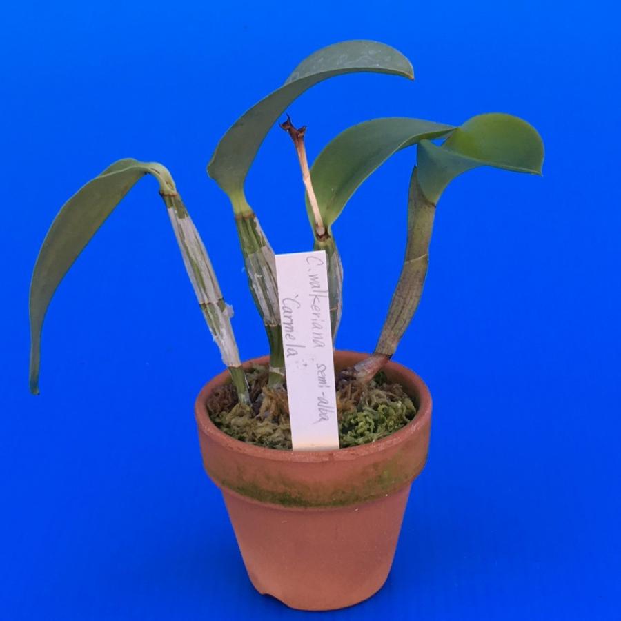C.walkeriana'Carmela' (MC) (C.ワルケリアナ'カーメラ') BS 花なし株