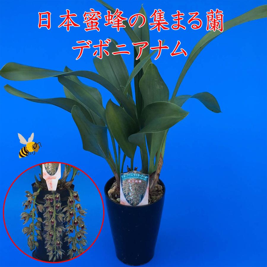 デボニアナム 花芽3本付 4号鉢、 金稜辺(キンリョウヘン)と デボニアナム 花芽3本付 4号鉢、 金稜辺(キンリョウヘン)と