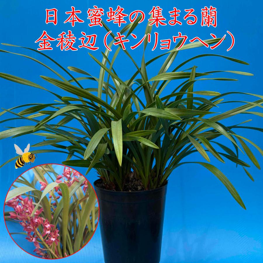 Amazon.co.jp: キンリョウヘン（ 金稜辺 ）5号ロング鉢 今春の