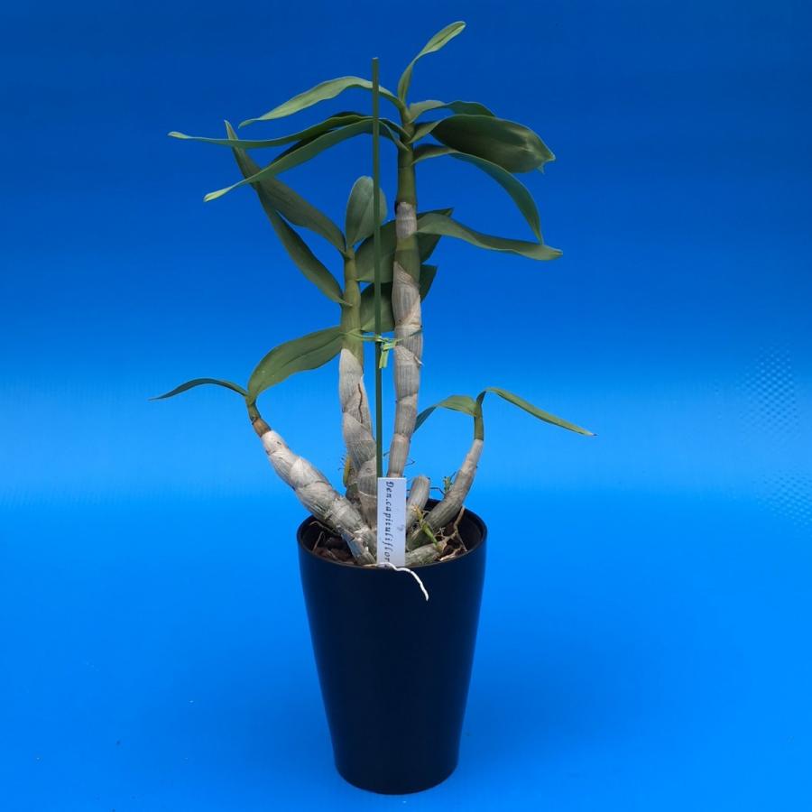 Den.capituliflorum (カピツリフロラム) BS 花なし株 デンドロビウム