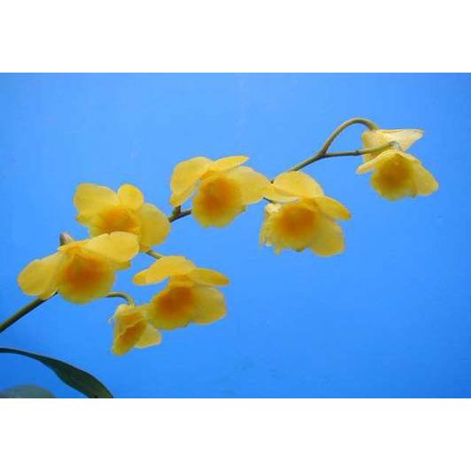 Den.chrysotoxum (クリソトキサム) BS 花なし株 デンドロビウム