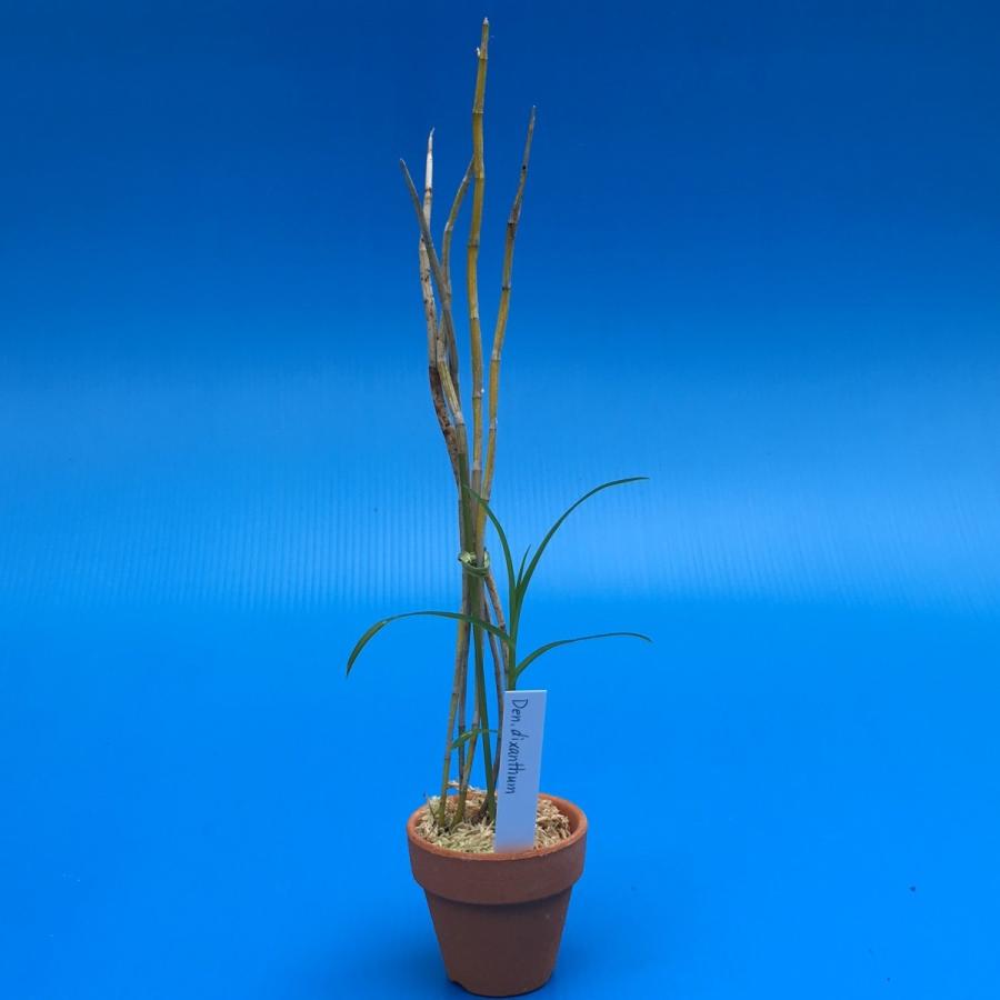 Den.dixanthum (ディクサンサム) BS 花なし株 デンドロビウム原種