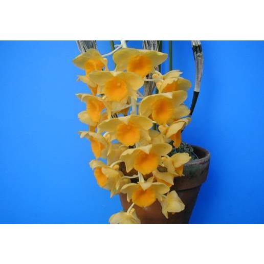 Den.griffithianum (グリフィッシアナム) BS 花なし株 デンドロビウム