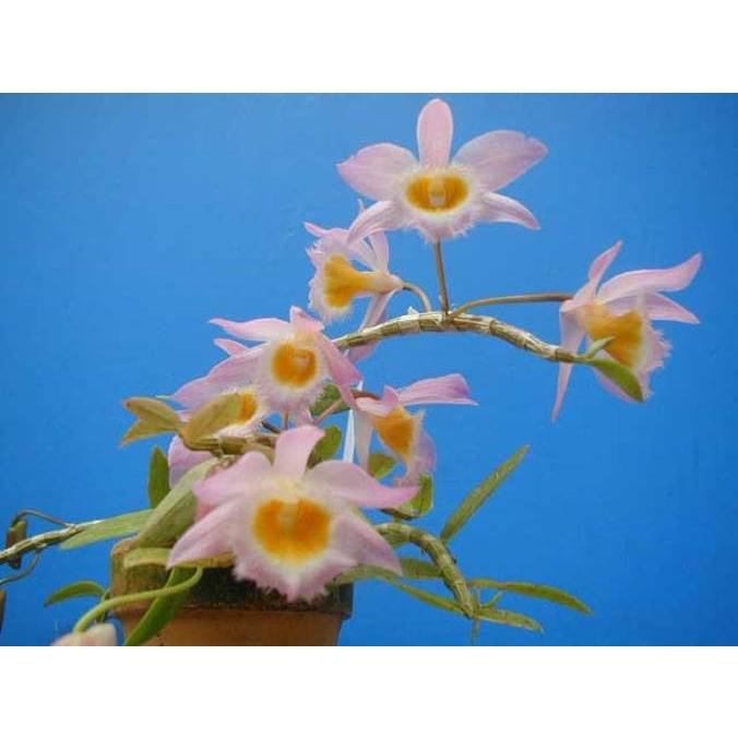 Den.loddigesii (ロディゲシー) BS 花なし株 デンドロビウム原種