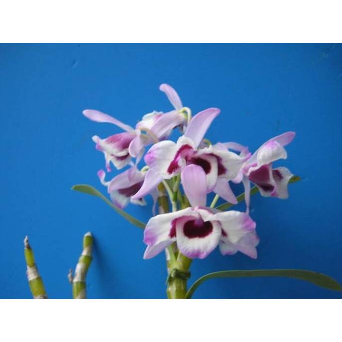 特別価格 Den Nobile Cooksonianum ノビル コックソニアナム Bs 花なし株 デンドロビウム原種