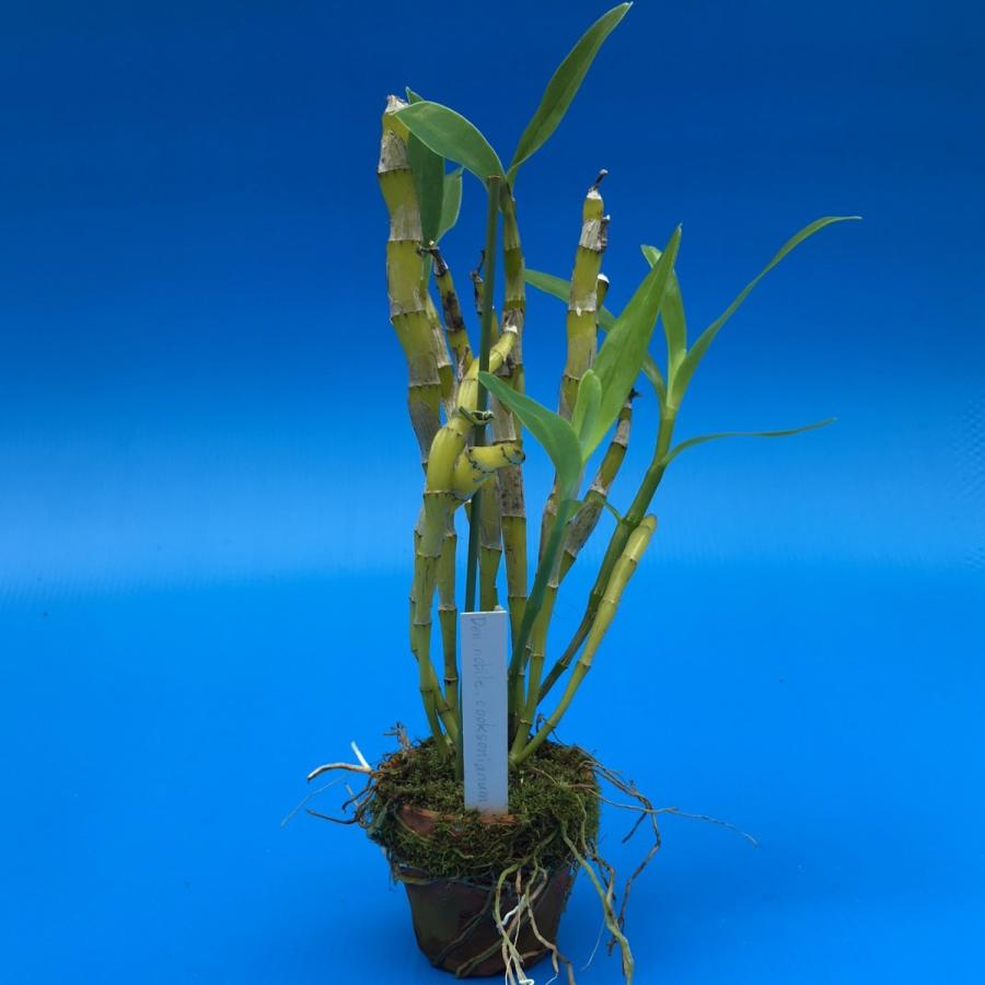 Den Nobile Cooksonianum ノビル コックソニアナム Bs 花なし株 デンドロビウム原種 Den Nobilecooksonianum 山田蘭園 通販 Yahoo ショッピング