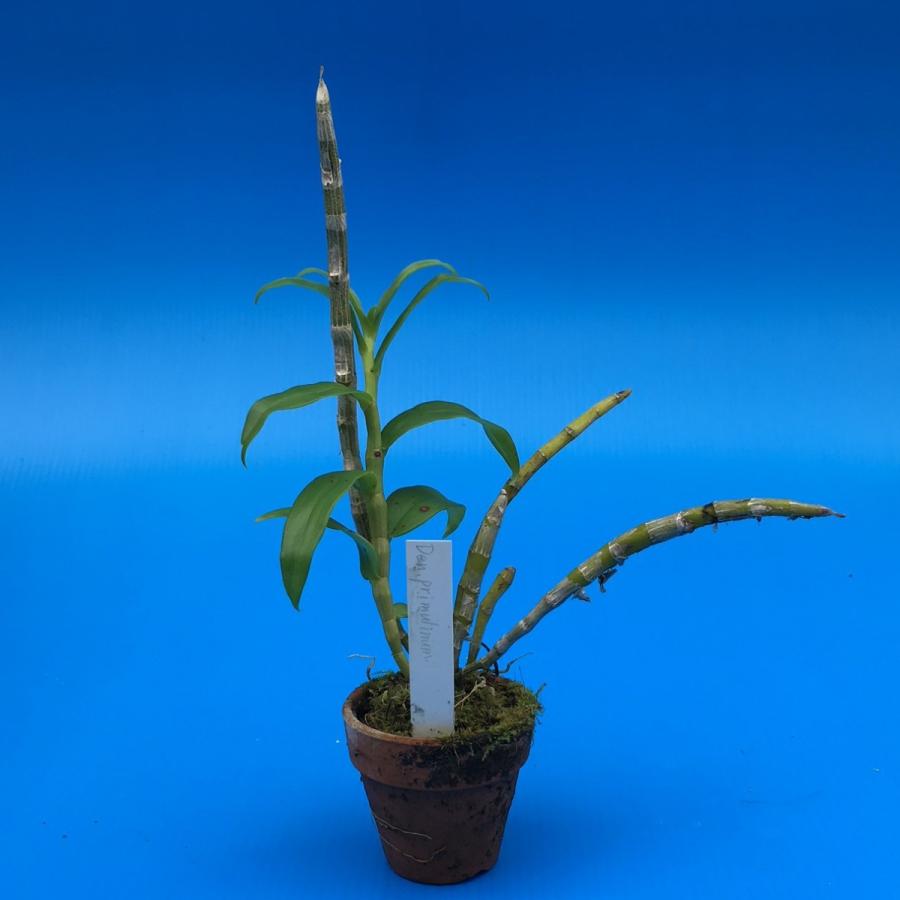 Den.primulinum (プリムリナム) BS 花なし株 デンドロビウム原種