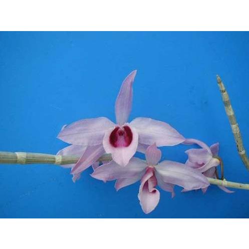 Den.superbum (スーパーバム) BS 花なし株 デンドロビウム原種 : 山田