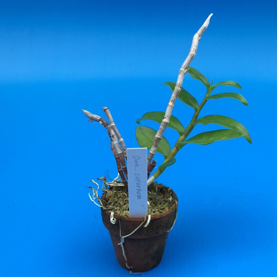 Den.superbum (スーパーバム) BS 花なし株 デンドロビウム原種 : 山田
