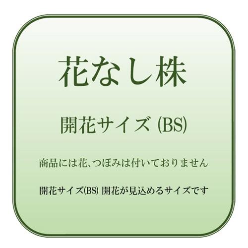 Den.superbum (スーパーバム) BS 花なし株 デンドロビウム原種 : 山田