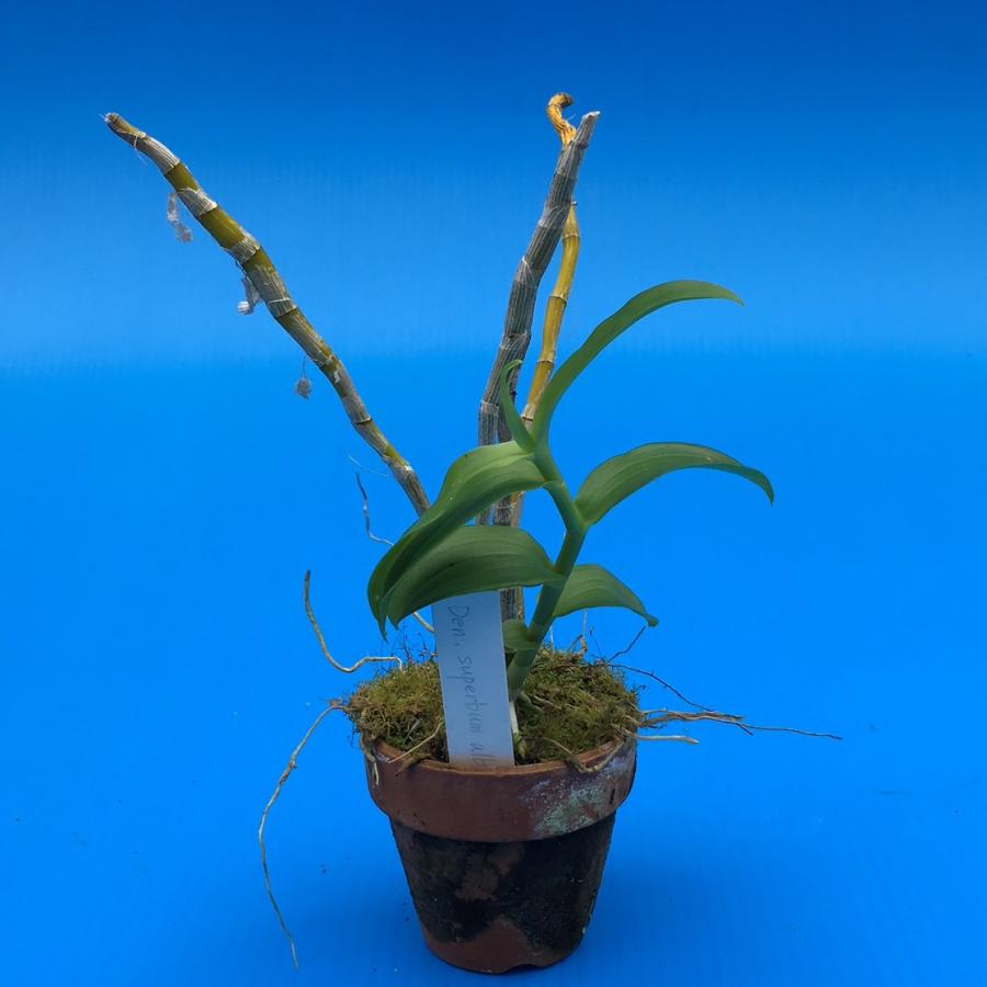 Den.superbum,alba (スーパーバム アルバ) BS 花なし株 デンドロビウム