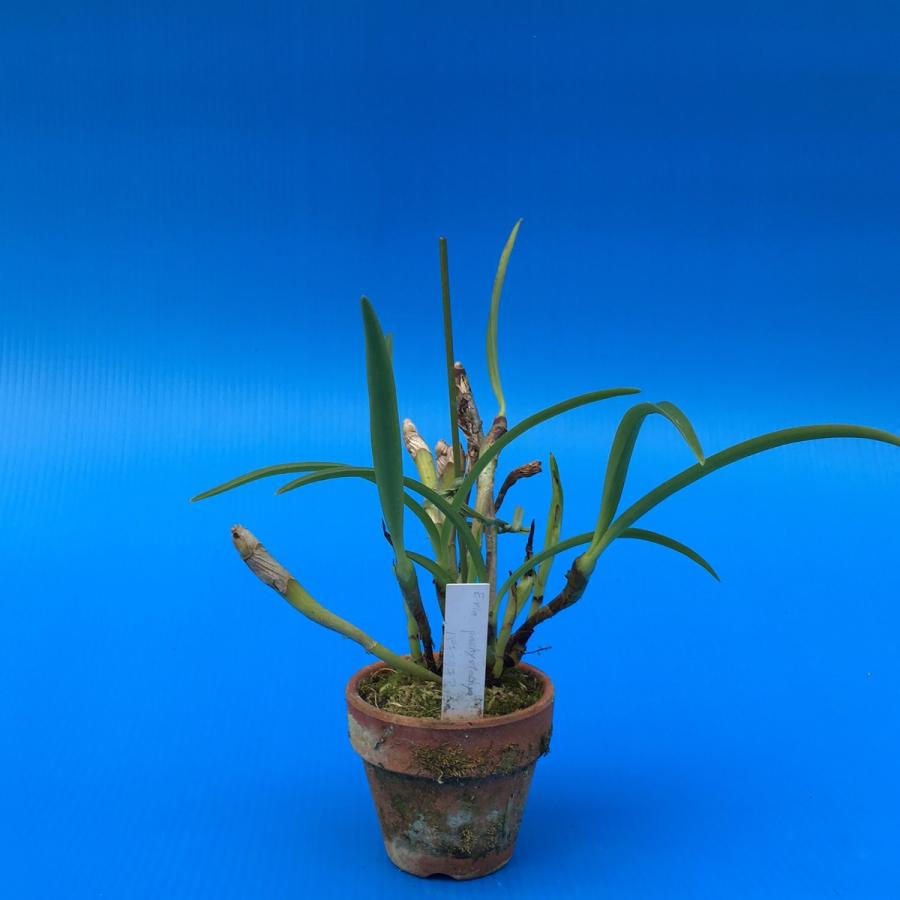Eria.biflora (ビフロラ) BS エリア原種｜yamadaranen｜02