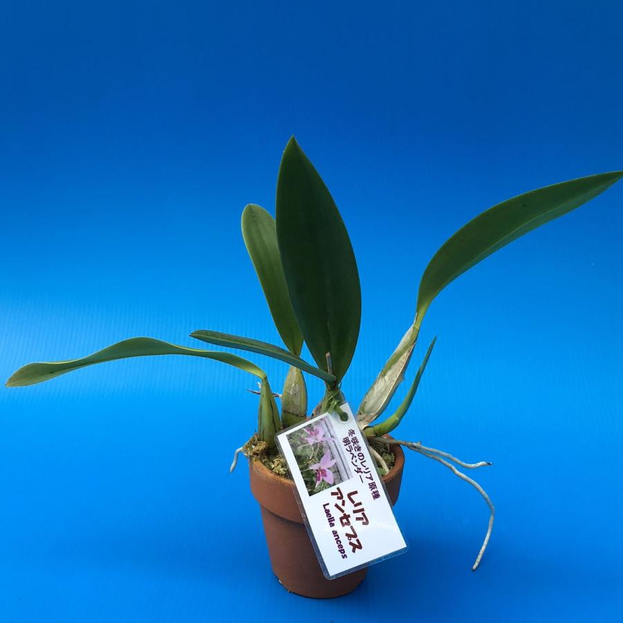 L.anceps (アンセプス) BS レリア原種 : 山田蘭園 - 通販 - Yahoo