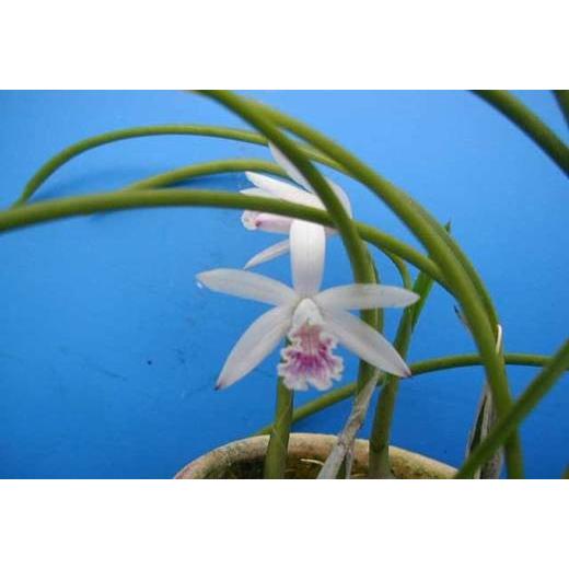 L.lundii (ルンディー) BS レリア原種 : 山田蘭園 - 通販 - Yahoo