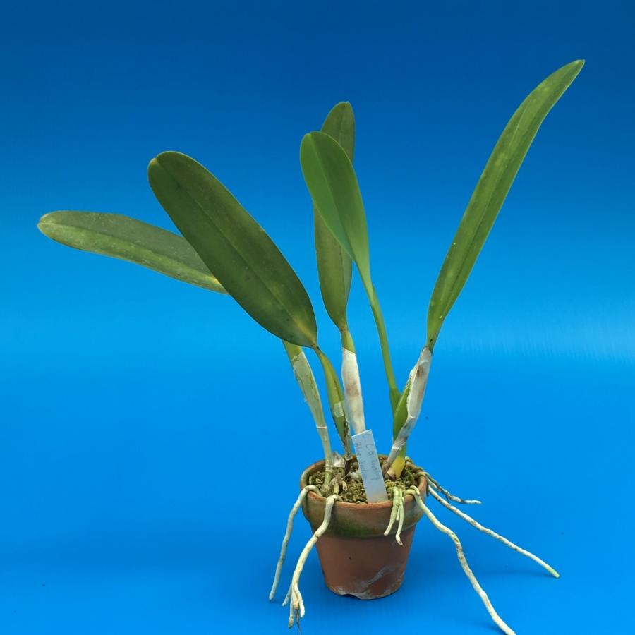 Lc.C.G.Roebling 'Blue Indigo'(Lc.C.G.ロエブリング'ブルーインディゴ