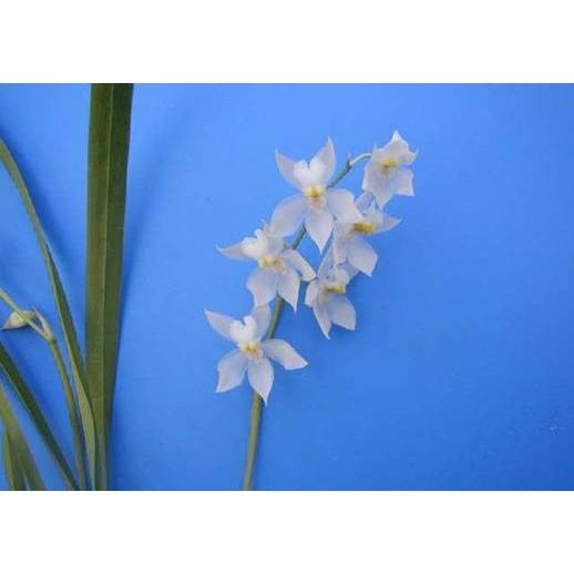 Odm Pulchellum プルケラム Bs オドントグロッサム原種 Odm Pulchellum 山田蘭園 通販 Yahoo ショッピング