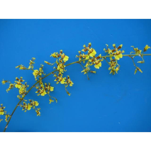 Onc Sphaceratum スファセラタム Bs オンシジウム原種 Onc Sphaceratum 山田蘭園 通販 Yahoo ショッピング