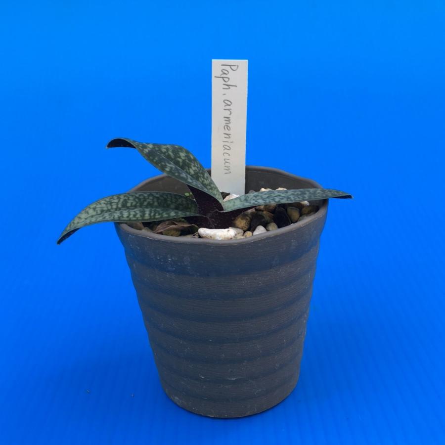 Paph.armeniacum (アルメニアカム) NBS 花なし株 パフィオペディラム