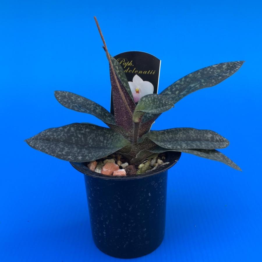 Paph.delenatii (デレナティ) BS 花なし株 パフィオペディラム原種