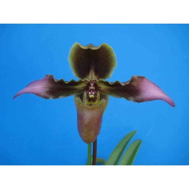 Paph Esquirolei エスキロレイ Bs 花なし株 パフィオペディラム原種 Paph Esquirolei 山田蘭園 通販 Yahoo ショッピング