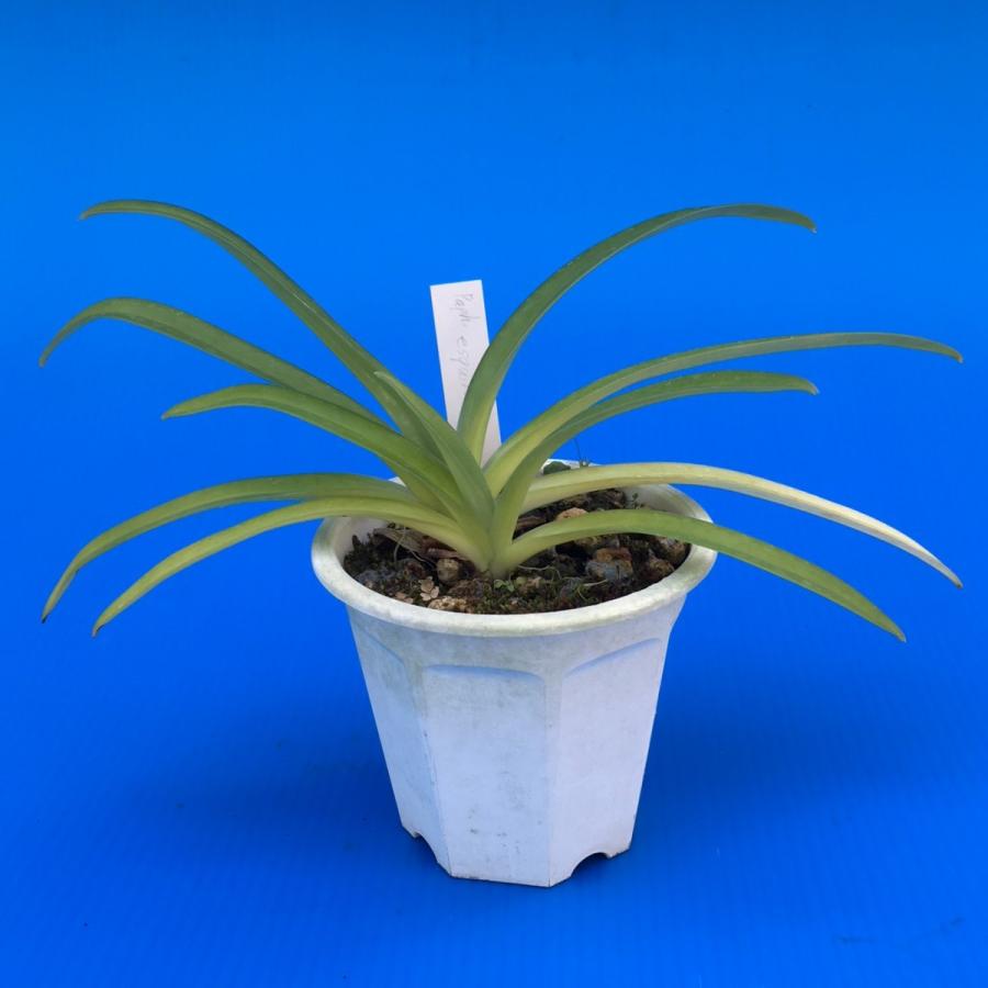 洋蘭 原種 パフィオペディラム Paph. esquirolei album Paph.esquirolei (エスキロレイ) BS 花なし株 パフィオペディラム原種