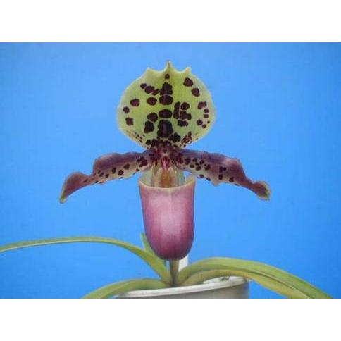 Paph.henryanum (ヘンリアナム) BS 花なし株 パフィオペディラム原種