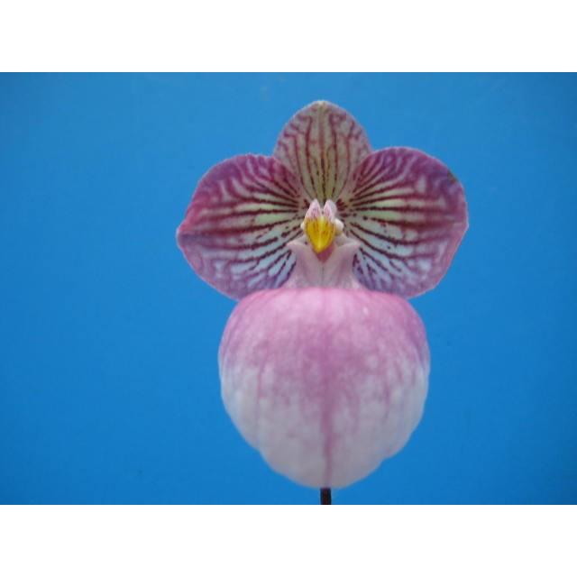 Paph Micranthum ミクランサム 中苗 花なし株 パフィオペディラム原種 Paph Micranthum 山田蘭園 通販 Yahoo ショッピング