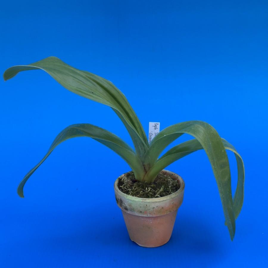 Paph.San Francisco 'Grand Gold' (サン フランシスコ'グランド