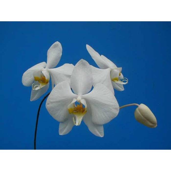 Phal Amabilis アマビリス Bs ファレノプシス原種 販売期間4月 11月 Phal Amabilis 山田蘭園 通販 Yahoo ショッピング