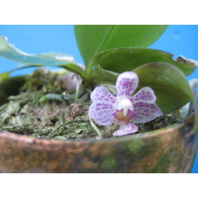Phal.appendiculata(アペンディキュラータ) BS ファレノプシス原種