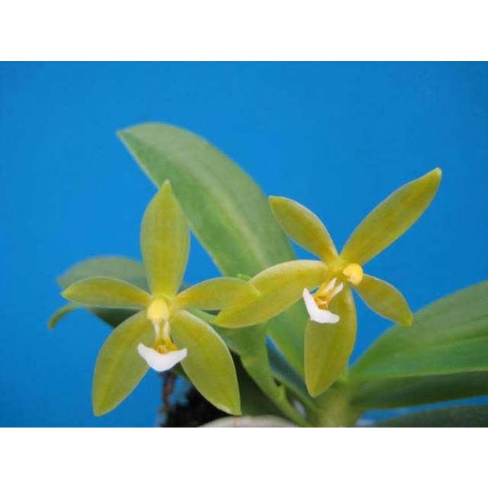 Phal.cornu-cervi,alba (コルヌセルビ アルバ) BS ファレノプシス原種