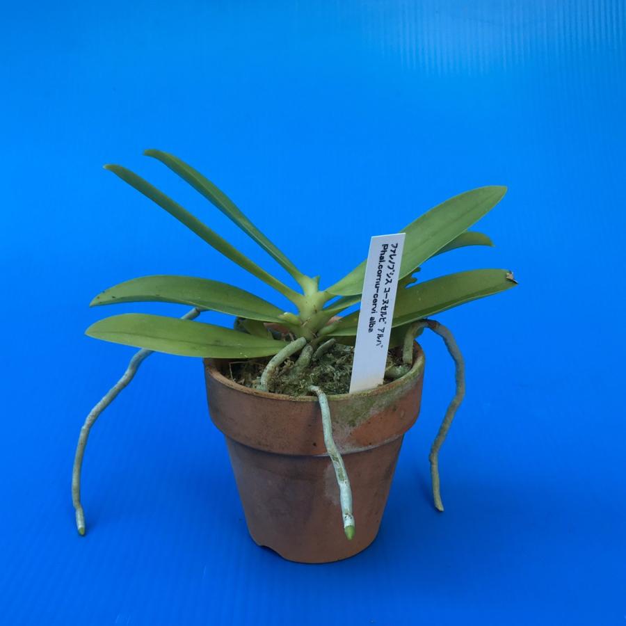 ファレノプシス コルヌセルビ ファレノプシス・コルヌセルビ 板付け - 植物と暮らす m-plant