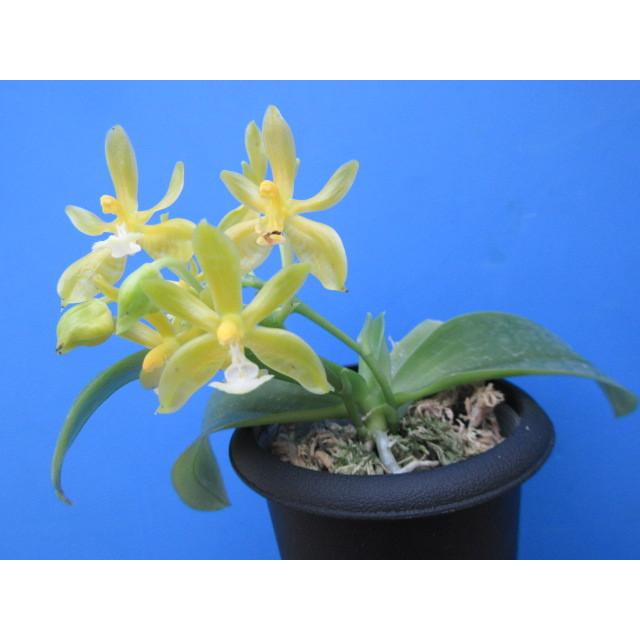 Phal.mannii,alba(マンニー,アルバ) BS ファレノプシス原種 (販売期間4