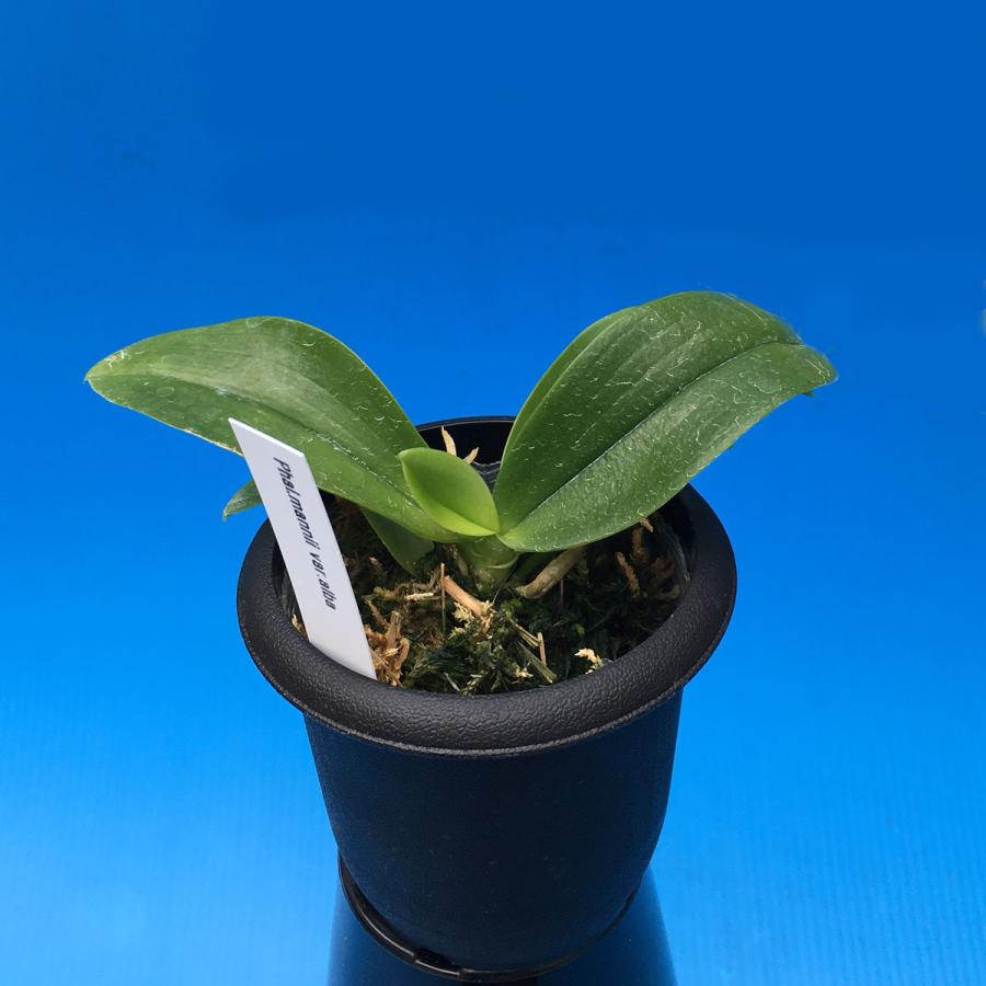 Phal.mannii,alba(マンニー,アルバ) BS ファレノプシス原種 (販売期間4