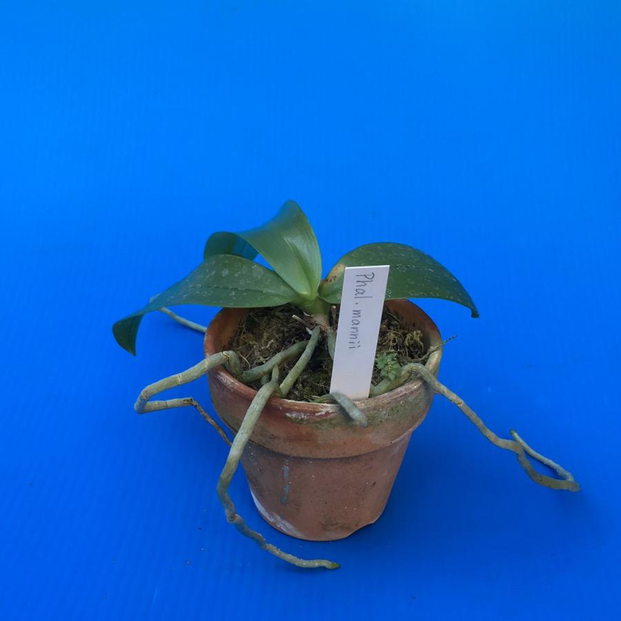 Phal.mannii (マンニー) NBS ファレノプシス原種 (販売期間4月〜11月