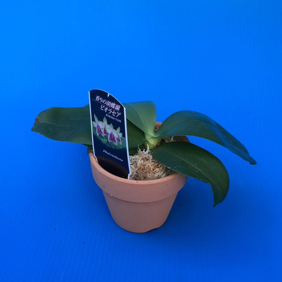 Phal.violacea,Borneo Type,Blue (ビオラセア ボルネオタイプ ブルー