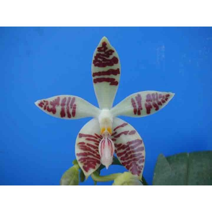 Phal.zebrina (ゼブリナ) BS ファレノプシス原種 (販売期間4月〜11月