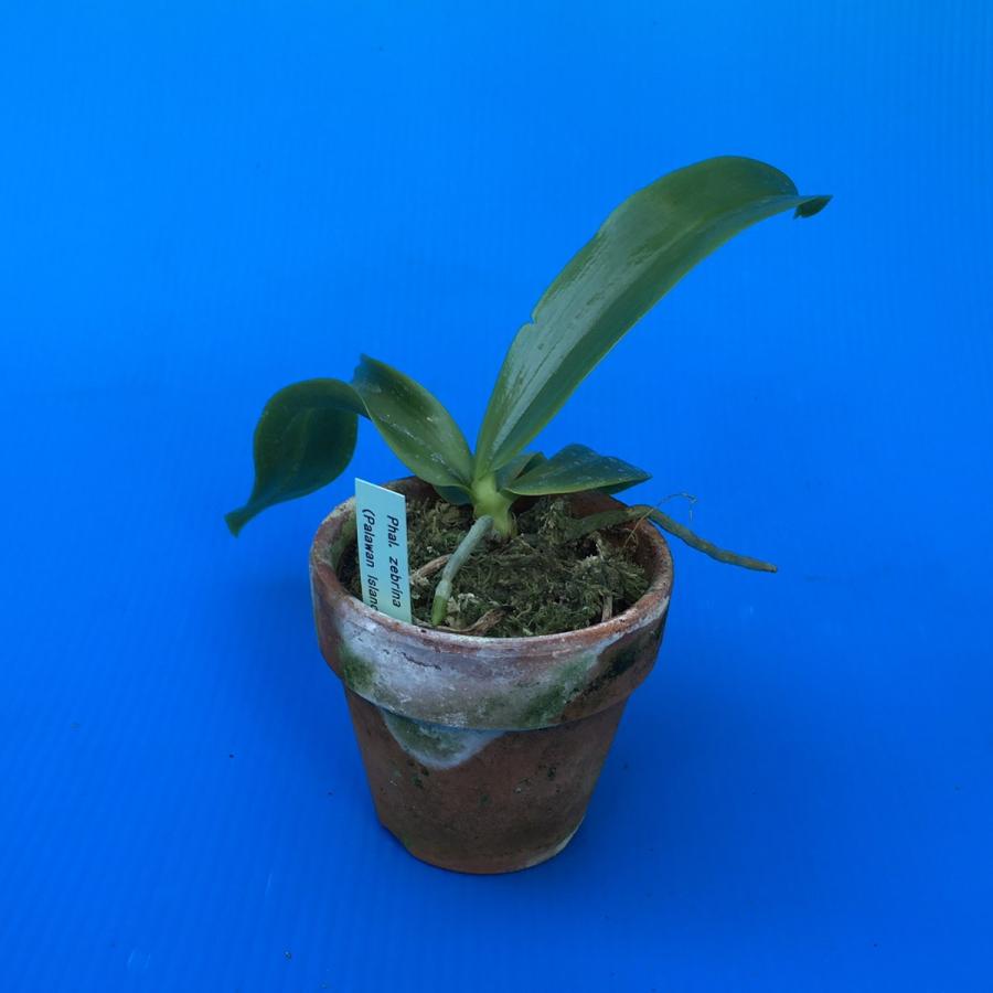 Phal.zebrina (ゼブリナ) BS ファレノプシス原種 (販売期間4月〜11月