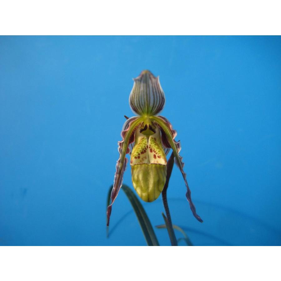 Phrag.pearcei (ピアセイ) BS フラグミペディウム原種 : 山田蘭園