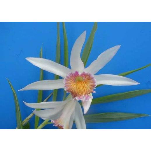 Thu.brymeriana (ブリメリアナ) BS ツニア原種 : 山田蘭園 - 通販