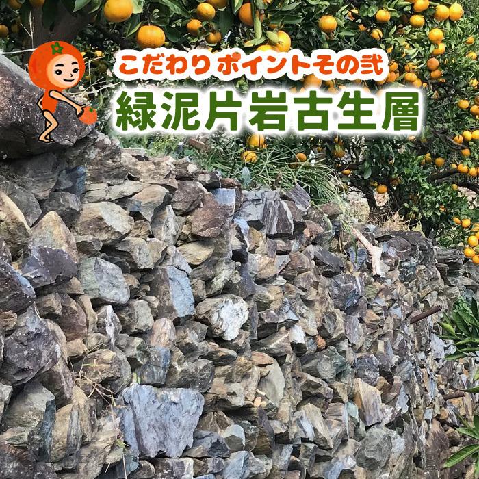 国産 バレンシアオレンジ 5kg 化学肥料不使用 減農薬 和歌山有田みかん