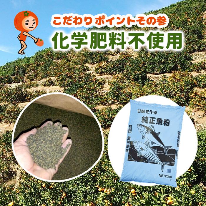 国産 バレンシアオレンジ 5kg 化学肥料不使用 減農薬 和歌山有田みかん