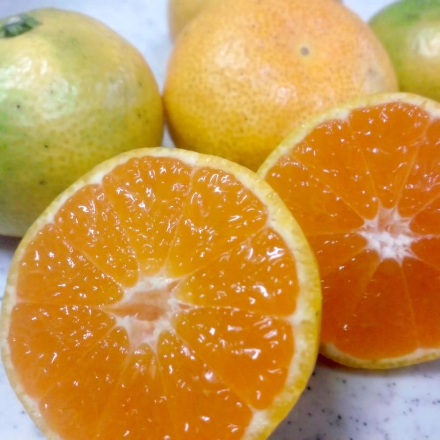 ほんのり 極早生みかん 10kg 化学肥料不使用 減農薬 和歌山有田山田