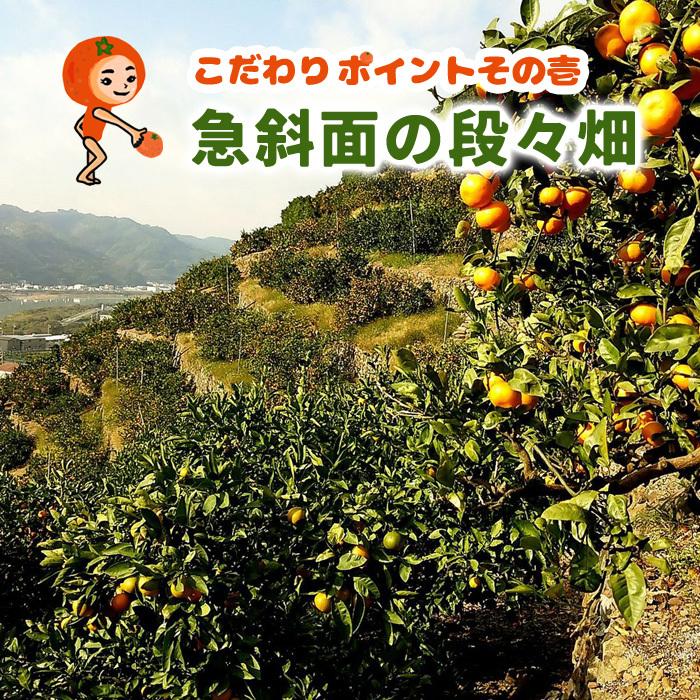 ほんのり 極早生みかん 10kg 化学肥料不使用 減農薬 和歌山有田山田