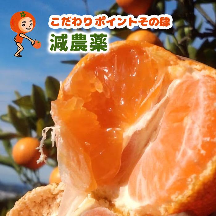 ほんのり 極早生みかん 10kg 化学肥料不使用 減農薬 和歌山有田山田