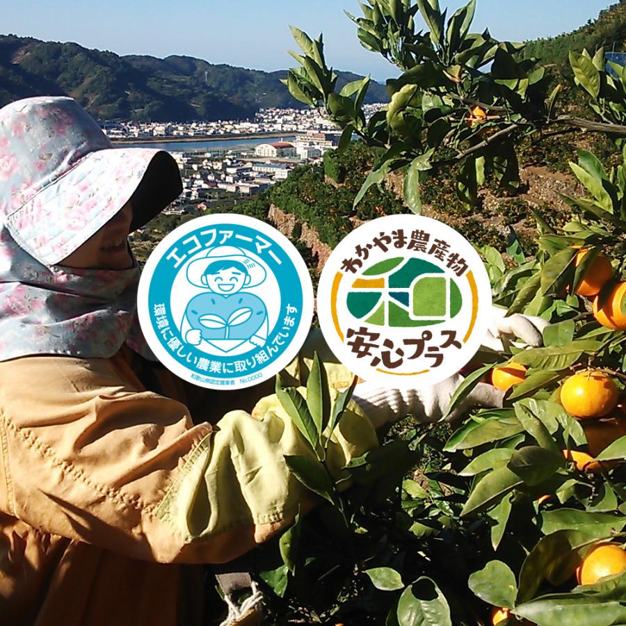 ほんのり 極早生みかん 10kg 化学肥料不使用 減農薬 和歌山有田山田