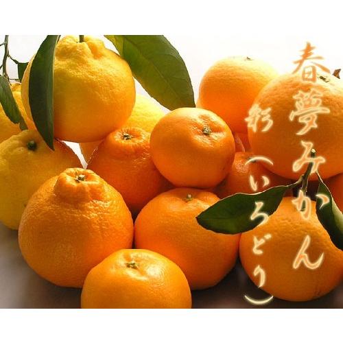 【送料無料】　春柑橘　詰合　彩（いろどり） ５ｋｇ箱｜yamagaorange